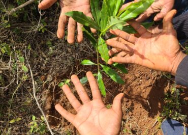 Oloolua Forest: Collaborative Restoration for a Sustainable Future