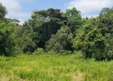 Oloolua Forest: Kenya's Hidden Gem